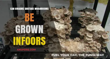 Growing Organic Shiitake Mushrooms Indoors: A Beginner's Guide