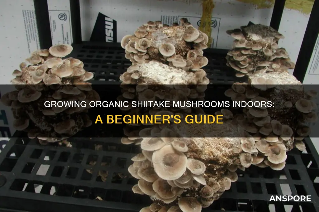 can organic shiitake mushrooms be grown infoors
