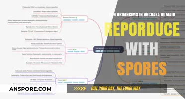 Can Archaea Organisms Reproduce via Spores? Unveiling Their Unique Reproduction Methods