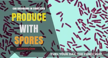 Do Eubacteria Organisms Form Spores? Exploring Their Reproductive Mechanisms