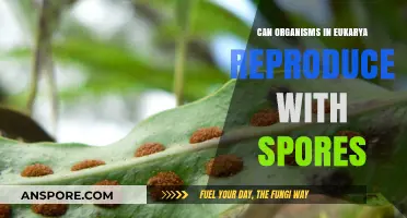 Eukaryotic Organisms and Spore Reproduction: Exploring Asexual Strategies in Nature