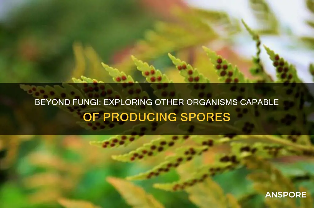 can other organism besides fungi produce spores