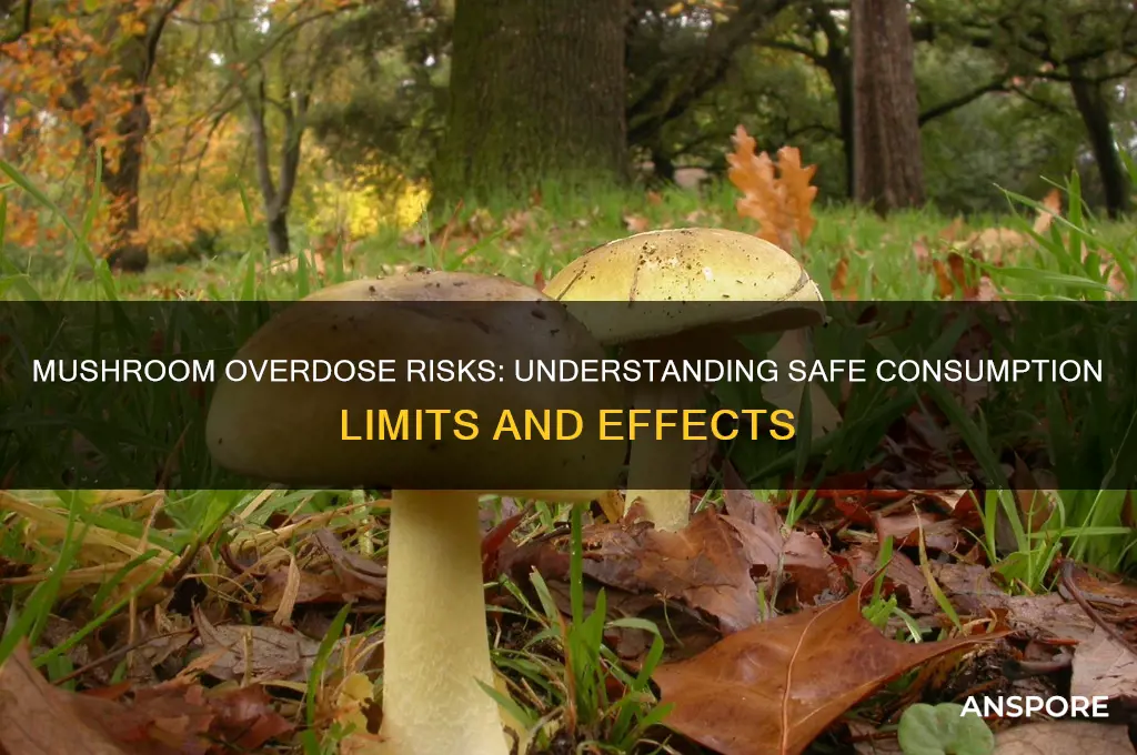 can ou overdose on mushrooms