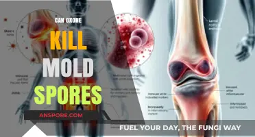 Oxone's Power: Can It Effectively Eliminate Mold Spores?