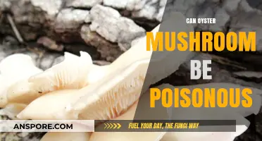 Are Oyster Mushrooms Safe? Identifying Potential Poisonous Varieties