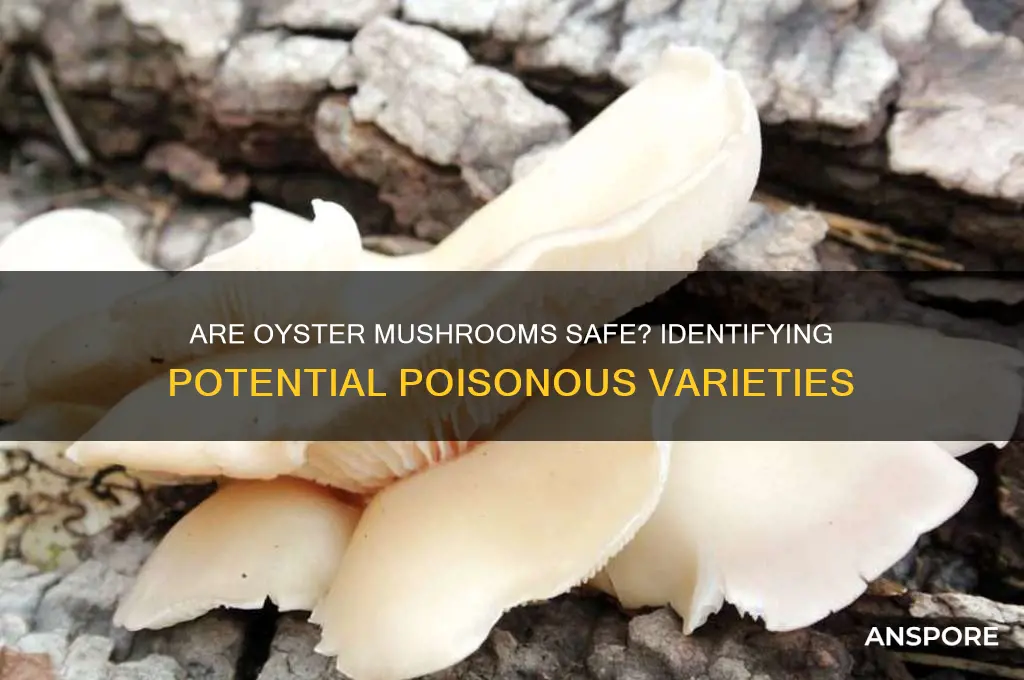 can oyster mushroom be poisonous