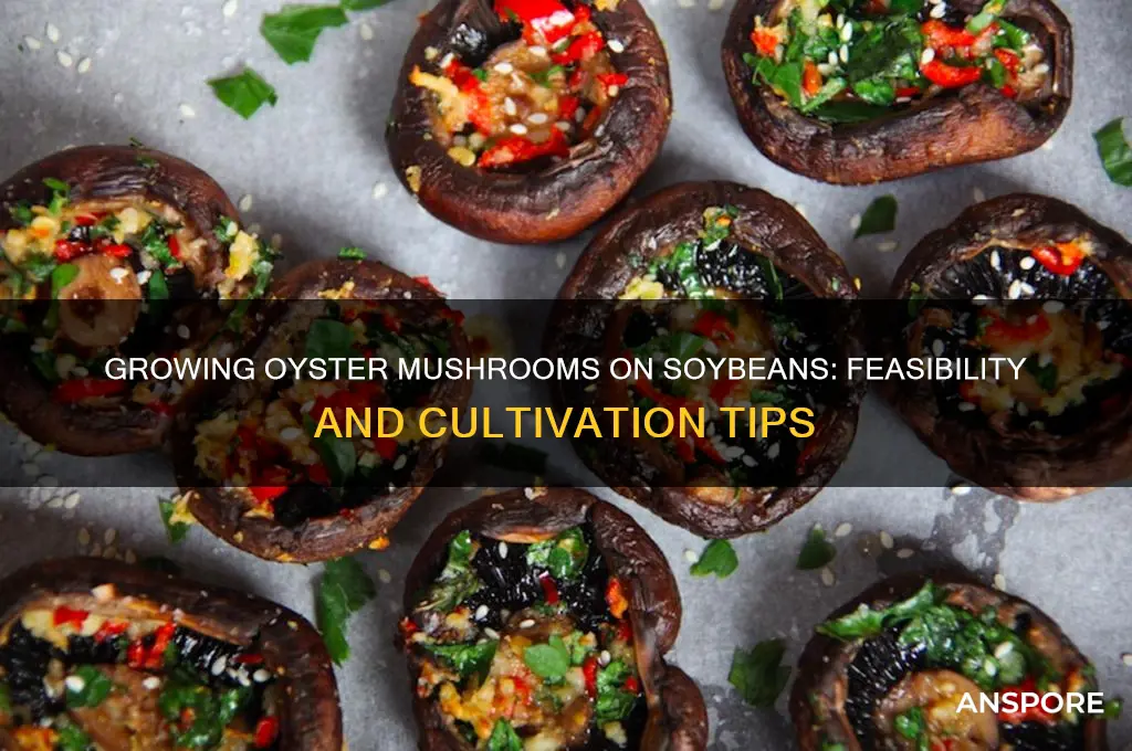 can oyster mushroom grow on soybeans