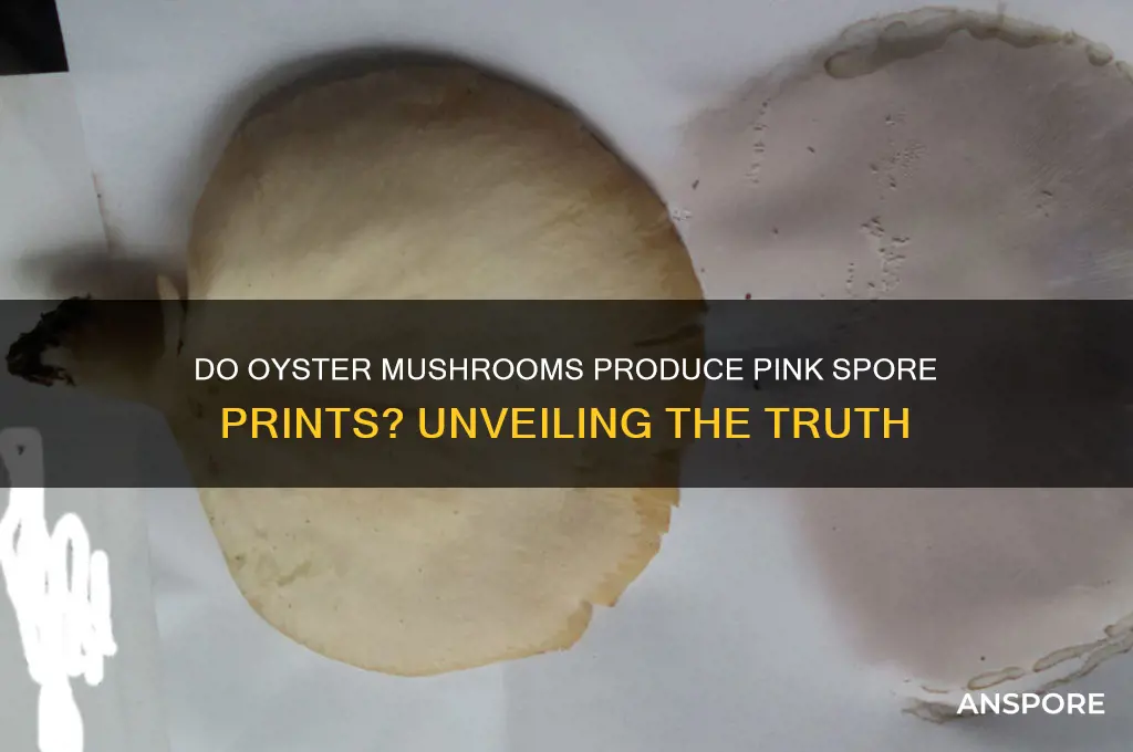 can oyster mushroom have pink spore print