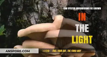 Growing Oyster Mushrooms in Light: Optimal Conditions for Success