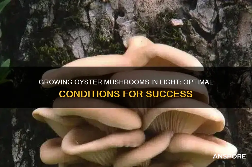 can oyster mushrooms be grown in the light
