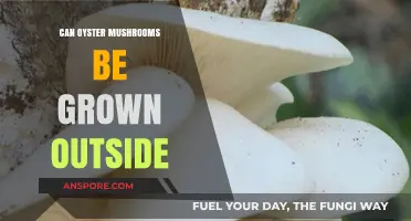 Growing Oyster Mushrooms Outdoors: Tips for Successful Cultivation Outside