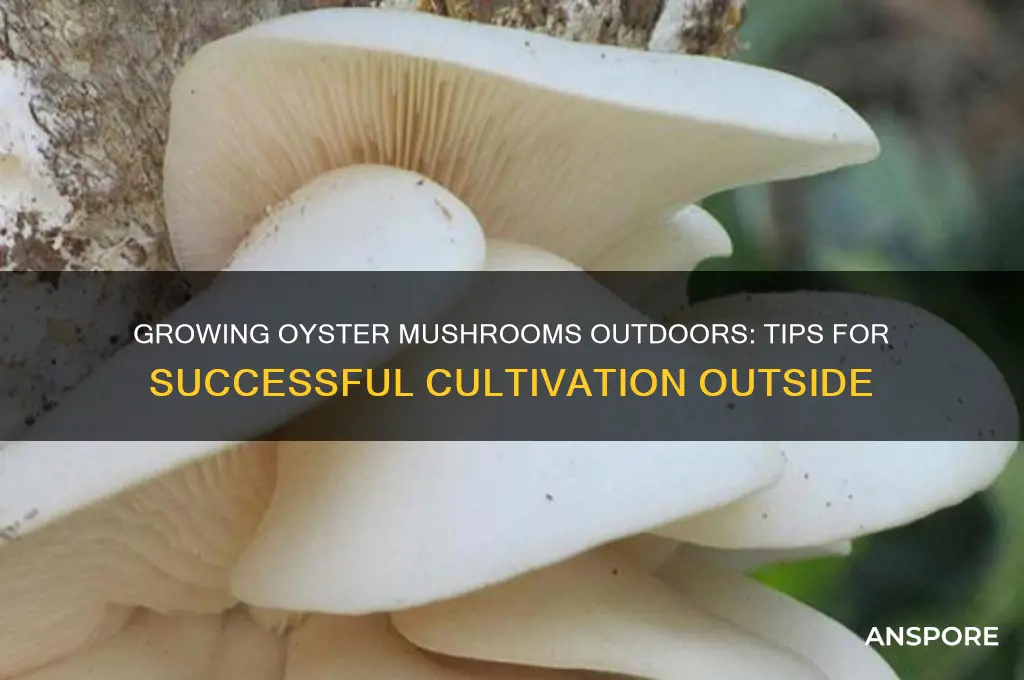 can oyster mushrooms be grown outside