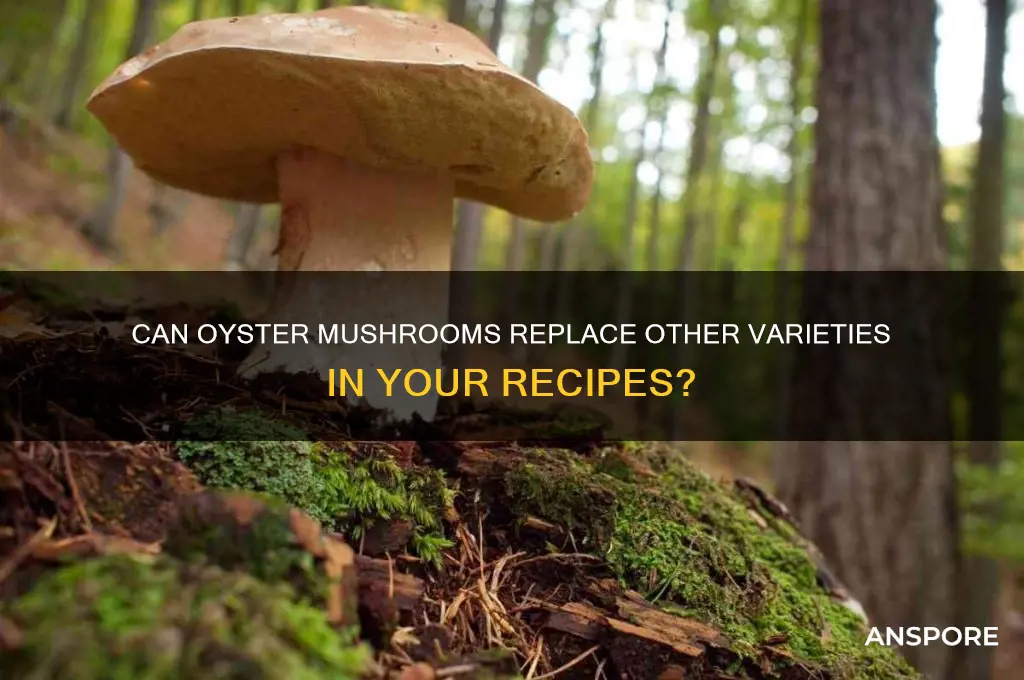 can oyster mushrooms be substituted for other mushrooms