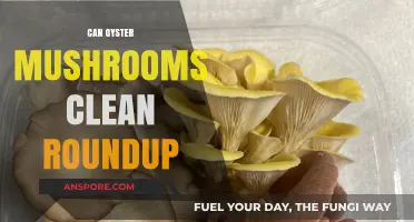 Oyster Mushrooms' Potential to Biodegrade Roundup: A Natural Solution?