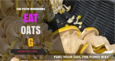 Can Oyster Mushrooms Thrive on Oats? A Growing Guide