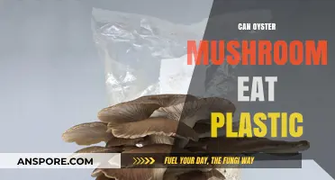 Oyster Mushrooms: Nature's Solution to Eating Plastic Waste?