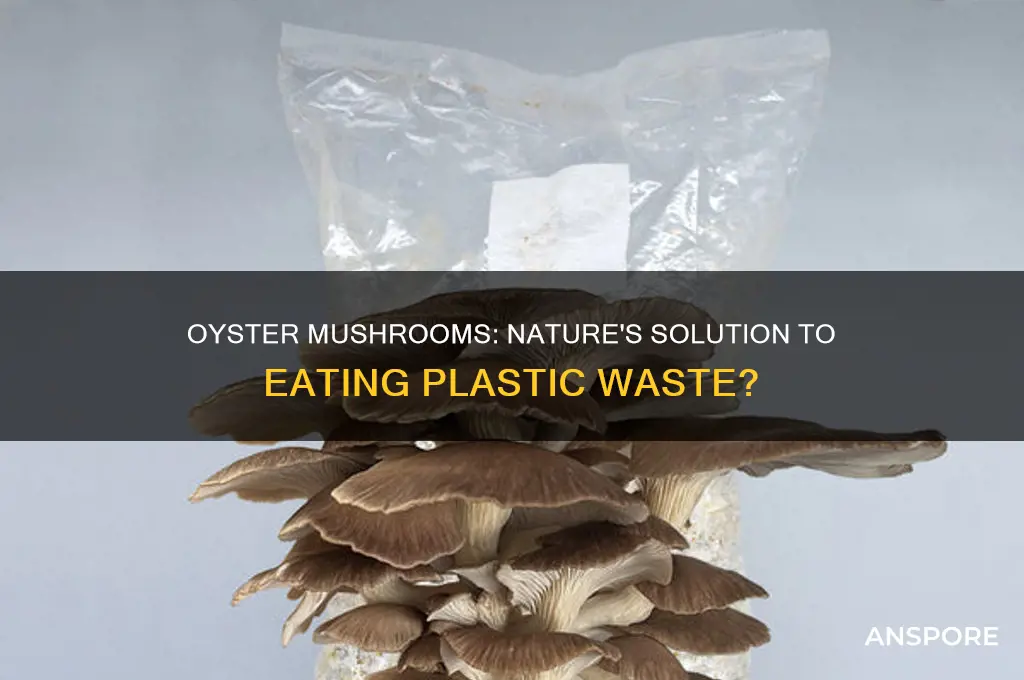can oyster mushrooms eat plastic