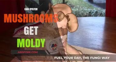 Can Oyster Mushrooms Get Moldy? Understanding Risks and Prevention