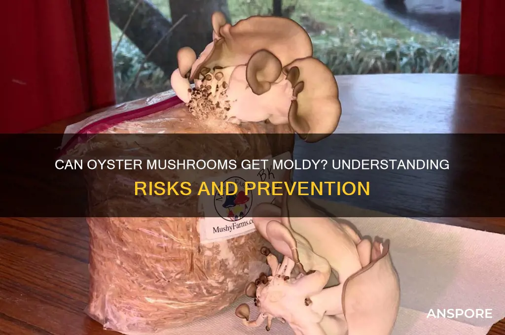 can oyster mushrooms get moldy