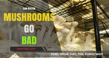 Can Oyster Mushrooms Go Bad? Shelf Life and Storage Tips