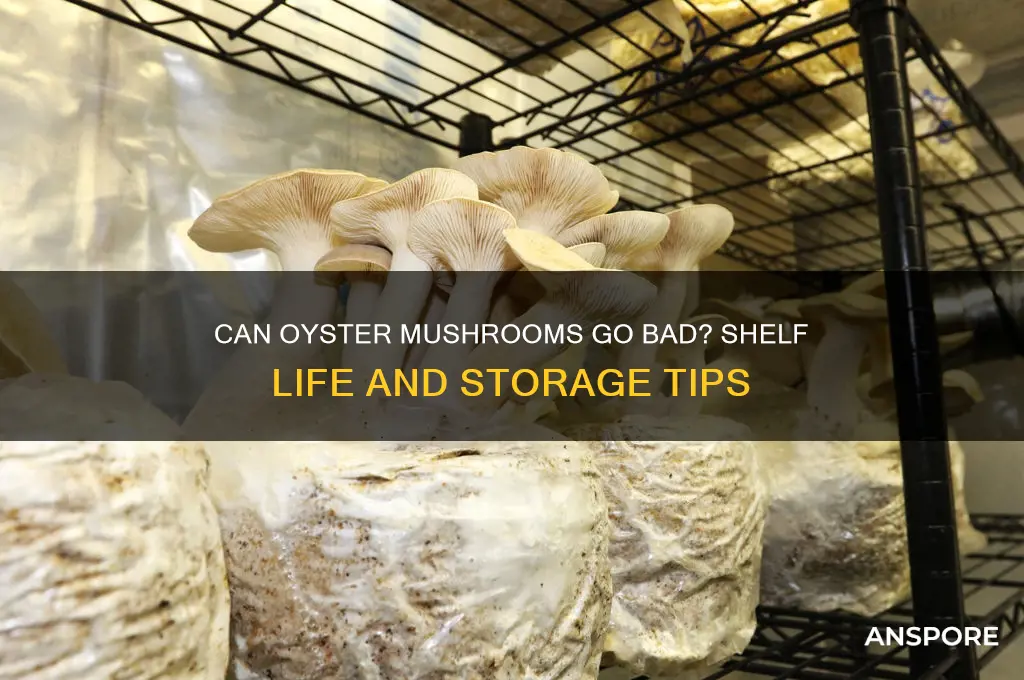 can oyster mushrooms go bad
