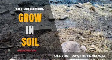 Can Oyster Mushrooms Thrive in Soil? A Comprehensive Guide