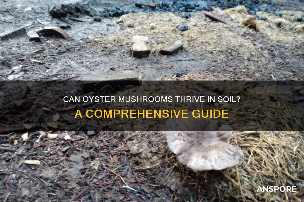 can oyster mushrooms grow in soil