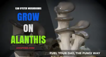 Exploring Oyster Mushrooms: Can They Thrive on Alanthis Substrate?