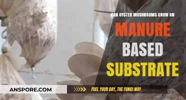 Growing Oyster Mushrooms on Manure: A Sustainable Substrate Solution