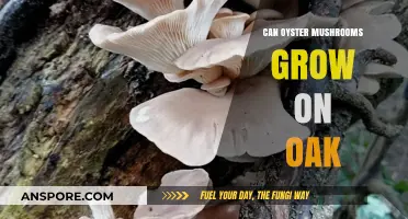 Can Oyster Mushrooms Thrive on Oak Trees? A Cultivation Guide