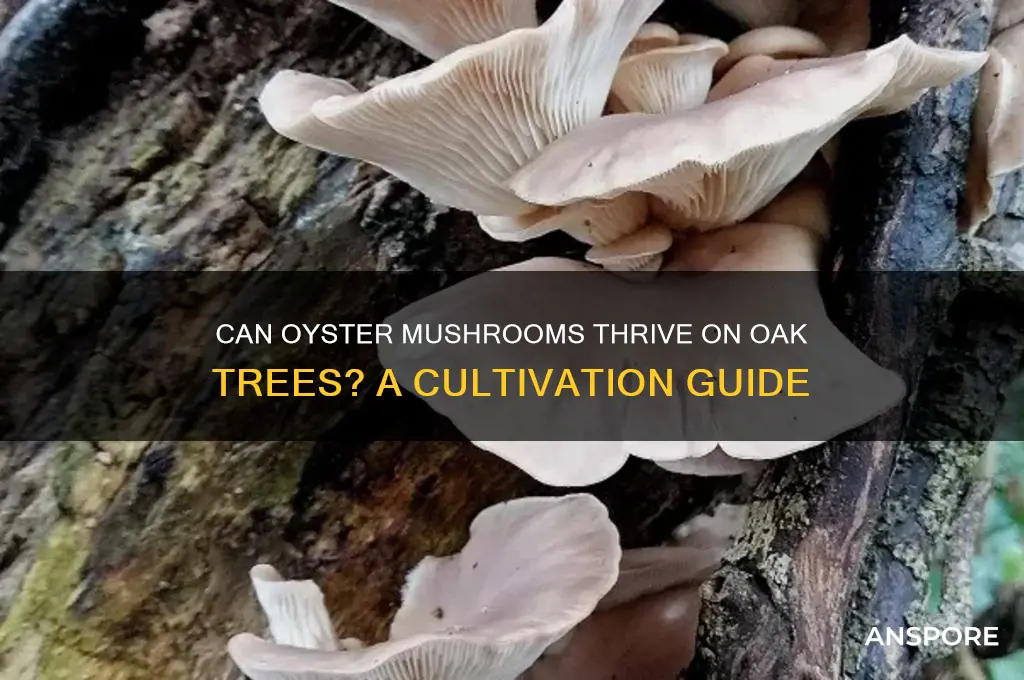can oyster mushrooms grow on oak