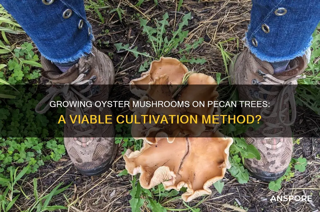 can oyster mushrooms grow on pecan trees