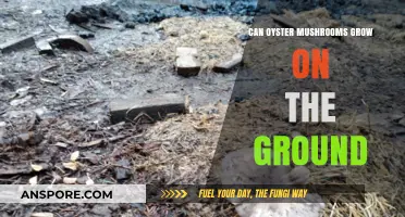 Can Oyster Mushrooms Thrive Directly in Soil? Ground-Grown Cultivation Explained