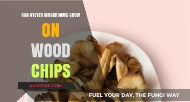 Growing Oyster Mushrooms on Wood Chips: A Simple Guide