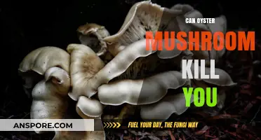 Are Oyster Mushrooms Deadly? Uncovering the Truth About Their Safety