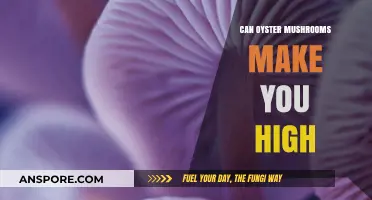 Can Oyster Mushrooms Induce a High? Separating Fact from Fiction