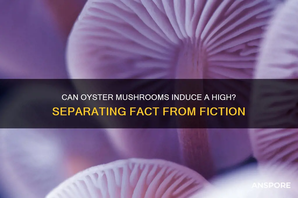 can oyster mushrooms make you high