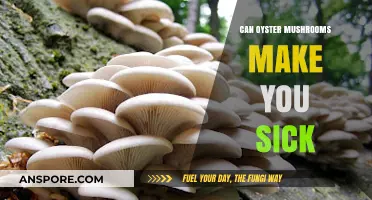 Can Oyster Mushrooms Cause Illness? Understanding Risks and Safe Consumption