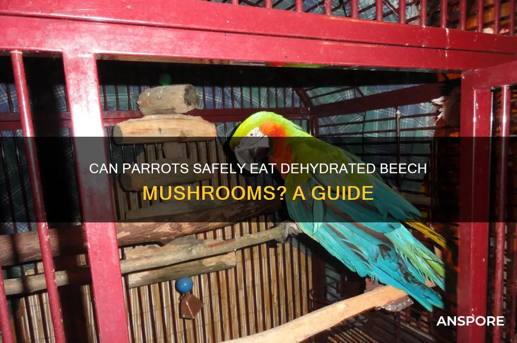 can parrots eat dehydrated beech mushrooms