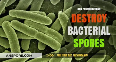 Does Pasteurization Effectively Eliminate Bacterial Spores in Food Processing?