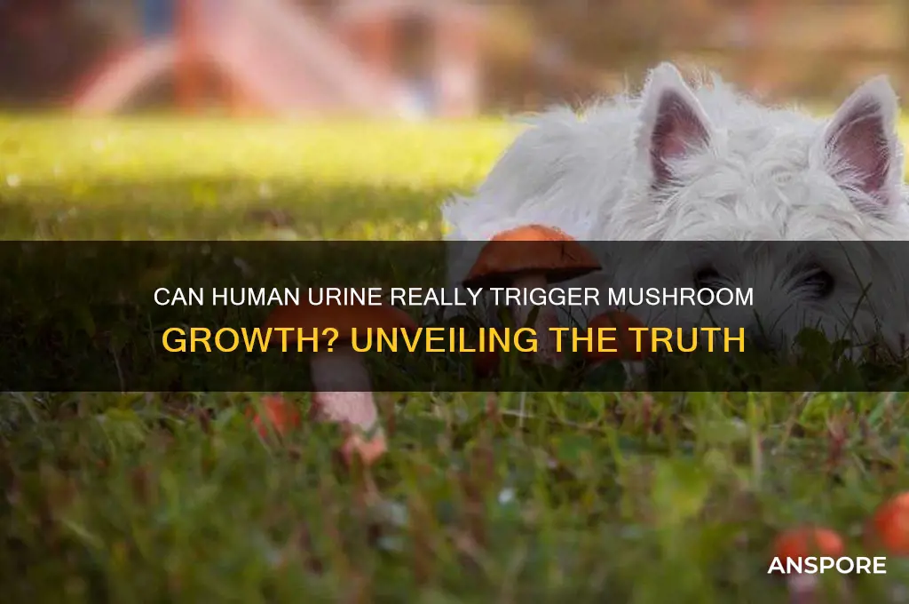 can pee cause mushroom