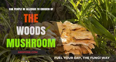 Are Chicken of the Woods Mushrooms Safe? Allergy Risks Explained