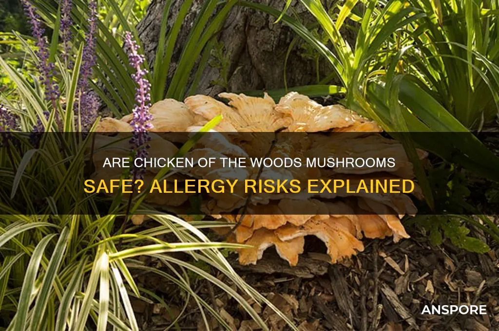 can people be allergic to chicken of the woods mushroom