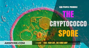 Can Humans Generate Cryptococcus Spores? Unraveling the Science Behind Cryptococcal Infections