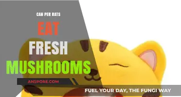 Can Pet Rats Safely Eat Fresh Mushrooms? A Complete Guide