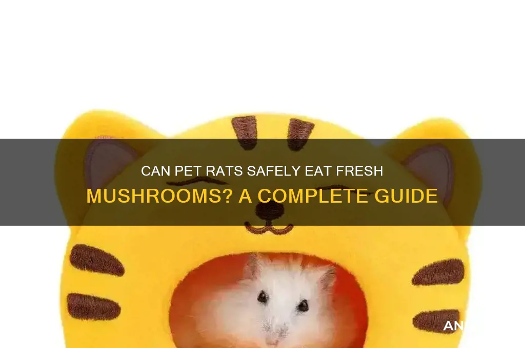 can per rats eat fresh mushrooms