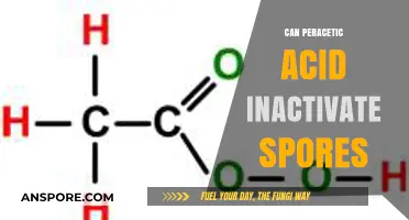 Peracetic Acid's Power: Can It Effectively Inactivate Spores?