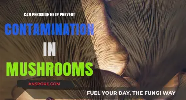 Peroxide's Role in Preventing Contamination During Mushroom Cultivation