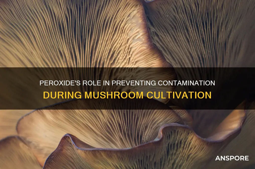 can peroxide help prevent contamination in mushrooms