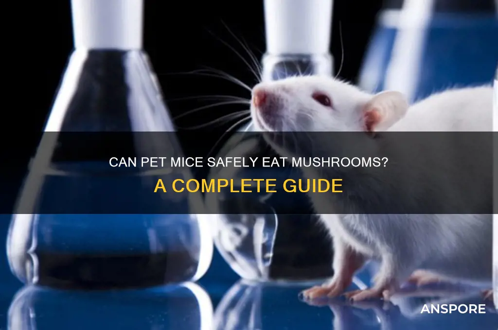 can pet mice eat mushrooms